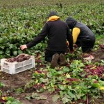 Grosze u rolnika, 10 złotych w sklepie. Europoseł bierze się za marże