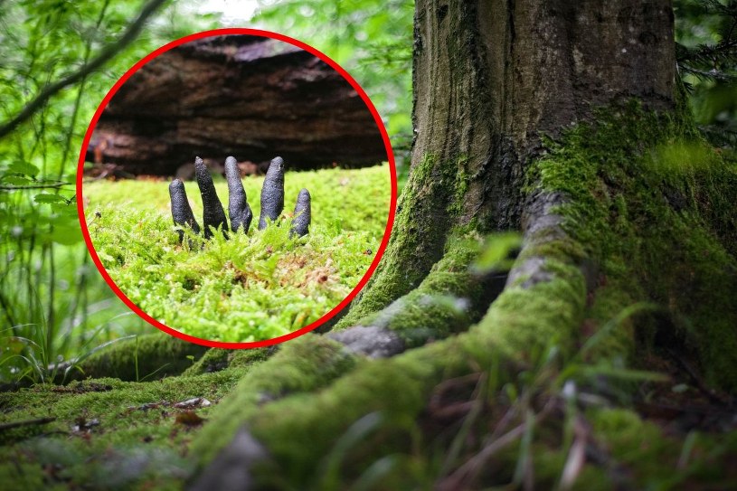 „Groza w środku lasu”. Truchleją nawet najbardziej doświadczeni grzybiarze