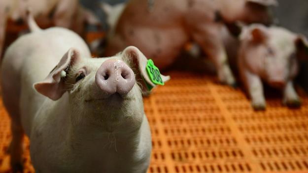 Grozi nam drastyczny spadek ceny wieprzowiny? /AFP