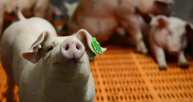 Grozi nam drastyczny spadek ceny wieprzowiny? /AFP
