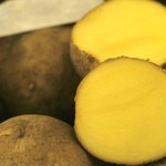 Groźna bakteria w ziemniakach z Egiptu