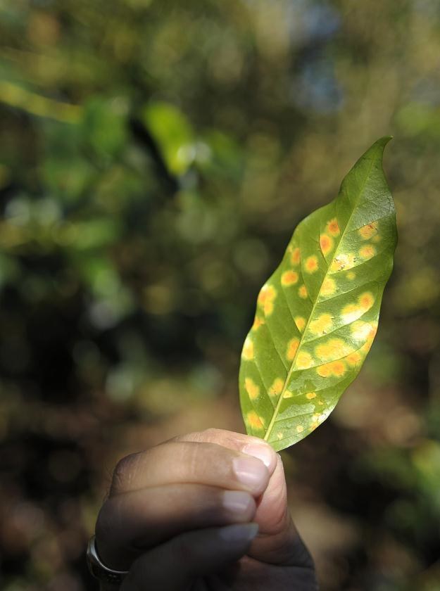 Grożna choroba liści drzew kawowych /AFP