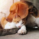 Groźne choroby, którymi możemy zarazić się od psów i kotów