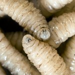 Groźne larwy wróciły po 60 latach. Wkręcają się w ciało jak śruby