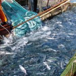 Groźne łososie "na gigancie". Z farmy uciekło 27 tys. ryb