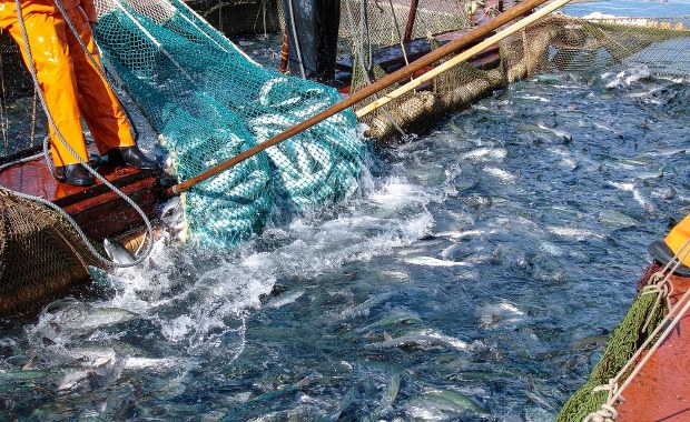 Groźne łososie "na gigancie". Z farmy uciekło 27 tys. ryb