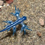 Groźne ślimaki wróciły do Hiszpanii. Zamknięto wiele plaż