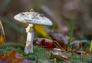 Dangerous mushroom poisoning.  Symptoms and procedures after eating a poisonous mushroom