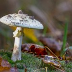 Groźne zatrucie grzybami. Objawy i postępowanie po zjedzeniu trującego grzyba