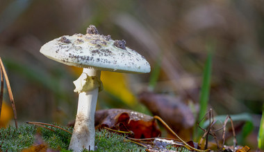 Groźne zatrucie grzybami. Objawy i postępowanie po zjedzeniu trującego grzyba