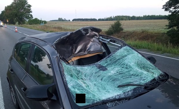 Groźne zderzenie bmw z łosiem. Jedna osoba w szpitalu [ZDJĘCIA]