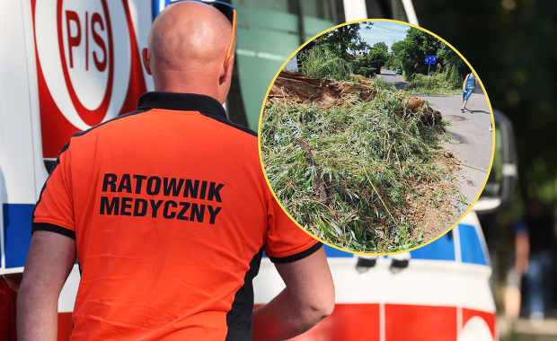 Groźnie wyglądający wypadek we Wrocławiu. Drzewo runęło na dziecko
