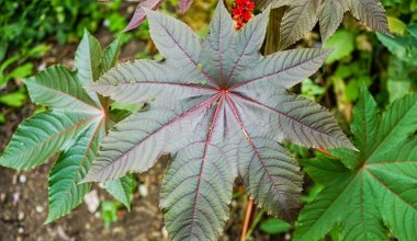 Groźniejsza od cyjanku. Najbardziej toksyczna roślina w Polsce