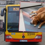 Groźny incydent w autobusie miejskim  w Warszawie. Pies zaatakował kobietę 