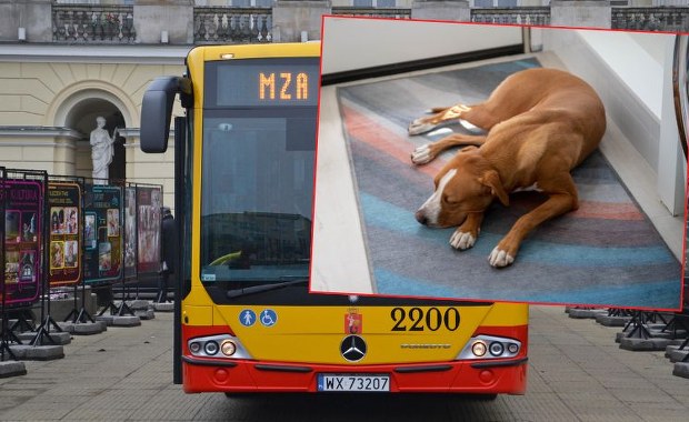 Groźny incydent w autobusie miejskim  w Warszawie. Pies zaatakował kobietę 