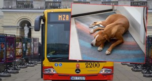 Groźny incydent w warszawskim autobusie. Pies zaatakował kobietę