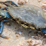 Groźny przybysz na popularnej wśród turystów wyspie