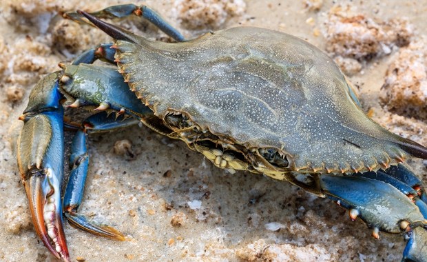 Groźny przybysz na popularnej wśród turystów wyspie