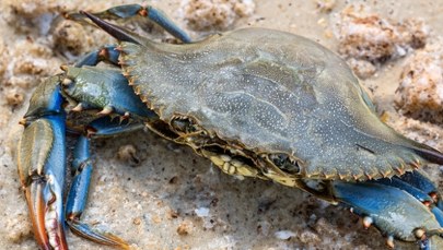 Groźny przybysz na popularnej wśród turystów wyspie