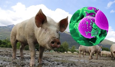 Groźny szczep superbakterii może przenosić się ze zwierząt na ludzi