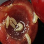 Groźny szkodnik czereśni i wiśni. Jak zwalczyć nasionnicę trześniówkę?