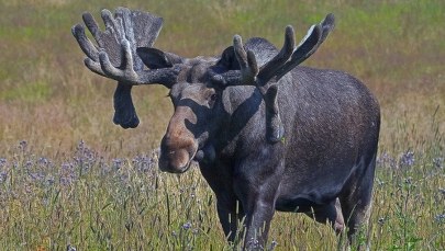 Groźny wypadek w Zielonkach. Łoś potrącił kobietę z wózkiem