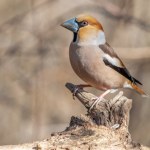 Grubodziób - przystojniak w karmniku. Czym zwabić go do ogrodu?