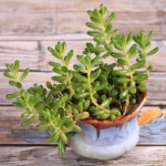 Grubosz Grubosz gubi zdrowe liście. Co się dzieje z drzewkiem szczęścia?