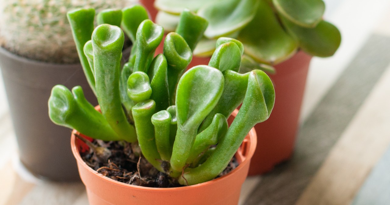 Grubosz Hobbit (Crassula Ovata Hobbit) to roślina, która przypomina Uszy Shreka. Niektórzy wierzą, że przyciąga pieniądze /123RF/PICSEL