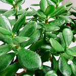 Grubosz: Żelazna roślina, która szybko rośnie, mało wymaga i błyskawicznie się ukorzenia