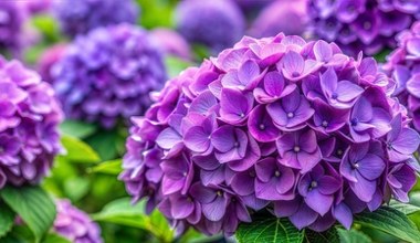 Грудень - гарний час для роботи з гортензіями. Вони цвістимуть вдвічі пишніше