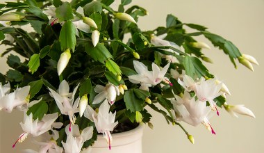 Grudnik wypuszcza pąki? Zacznij podlewać go tym, a rozkwitnie na Boże Narodzenie