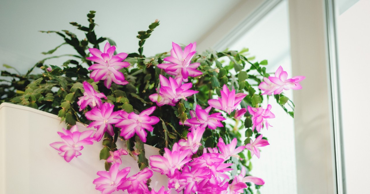 Grudnik zakwitnie na wiosnę, jeśli zaczniesz go nawozić. /123RF/PICSEL