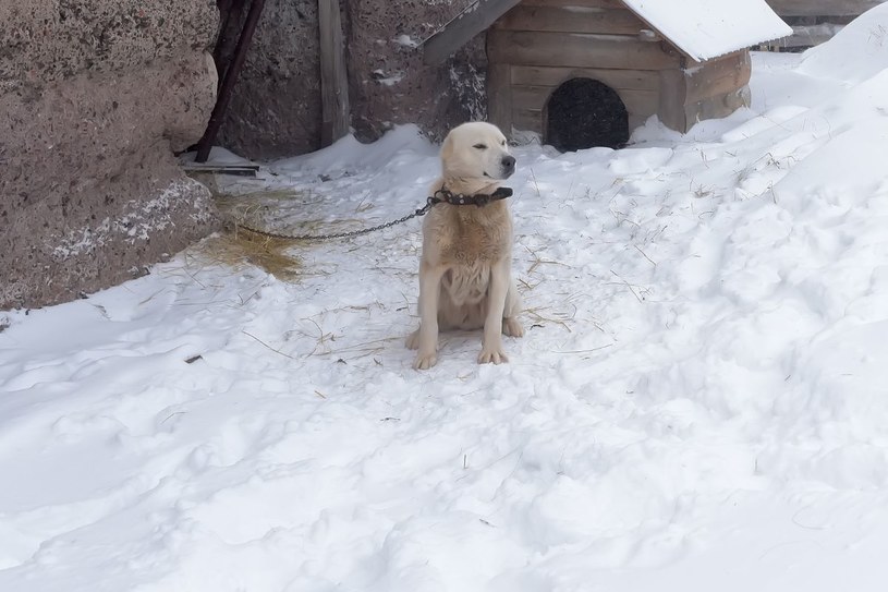 Grudniowy obrazek na wielu polskich wsiach to pies na łańcuchu stojący w śniegu. To tylko jeden z aspektów zimowego piekła zwierząt /123RF/PICSEL