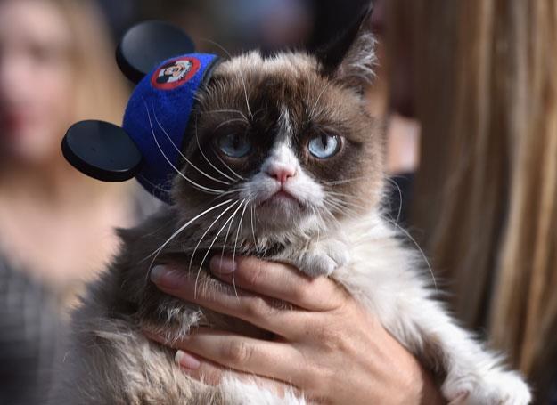 Grumpy Cat będzie zadowolony z muzyki dla kotów? - fot. Kevin Winter /Getty Images