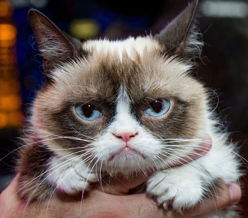 Grumpy Cat /MediaPunch/REX/ /East News