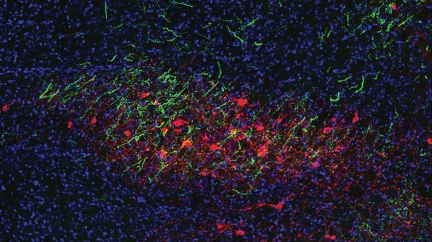 Grupa neuronów (na czerwono) sterujących motywacją u myszy /Li lab/CSHL, 2021 /Materiały prasowe