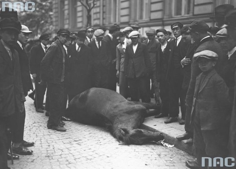 Grupa przechodniów podczas oglądania na ulicy zabitego w trakcie walk konia /Z archiwum Narodowego Archiwum Cyfrowego