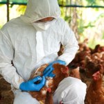 ​"Grypa ptaków znów jest problemem". Jak przełoży się na ceny drobiu?