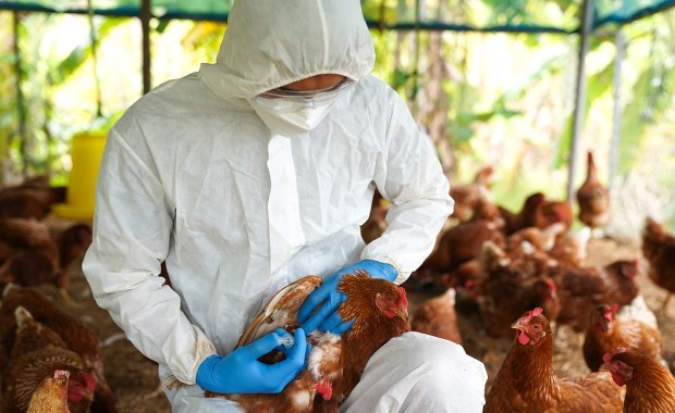 ​"Grypa ptaków znów jest problemem". Jak przełoży się na ceny drobiu?