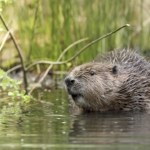 Gryzoń wszczyna bójki w stanie. Władze przypuszczają, dlaczego