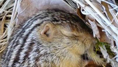 Gryzonie, które hibernują, inaczej odczuwają zimno