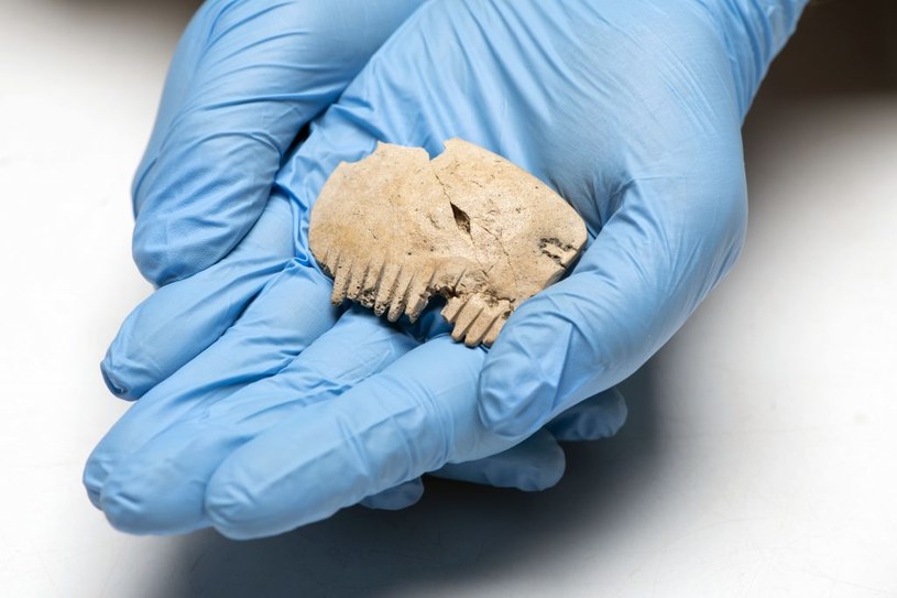 Grzebień wykonany z ludzkiej czaszki /Museum of London Archaeology (MOLA) /domena publiczna