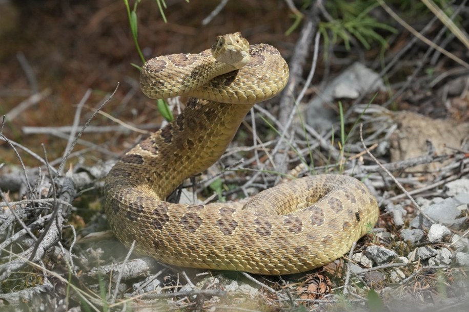 Grzechotniki (Crotalus) to rodzaj jadowitych węży z rodziny żmijowatych (Viperidae), występujących głównie w Ameryce Północnej i Południowej. /Shutterstock