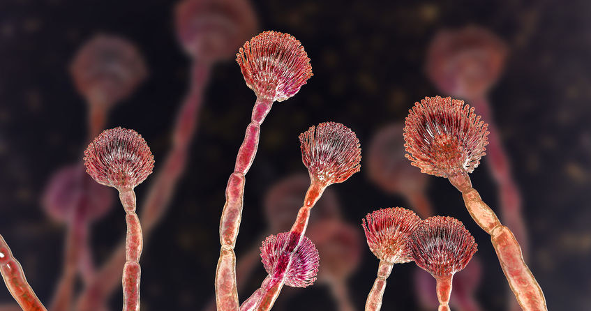 Grzyb Aspergillus /&copy;123RF/PICSEL