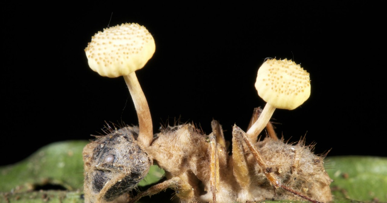 Grzyb cordyceps (Ophiocordyceps unilateralis) wyrastający z ciała mrówki /Science Photo Library/Science Photo Library /East News