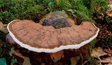 Grzyb długowieczności rośnie w Polsce. W Japonii to wielki rarytas