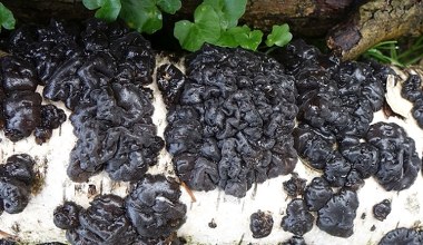 Grzyb jak kawałki czarnego mózgu. W Polsce krążą o nim legendy