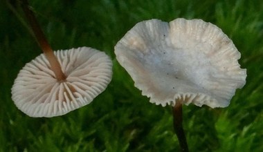 Grzyb, który ma smak i aromat czosnku. Idealny do suszenia