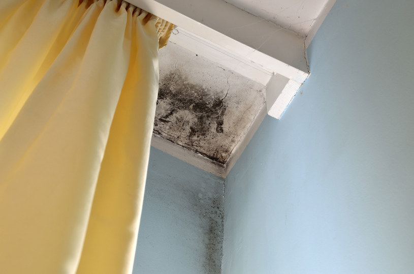 Grzyb na ścianie to efekt braku odpowiedniej wentylacji w mieszkaniu /123RF/PICSEL
